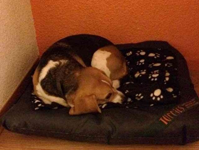 Sunday, on her hotel bed, in France, during her trip from Durango in N.Spain to Horley in Surrey.